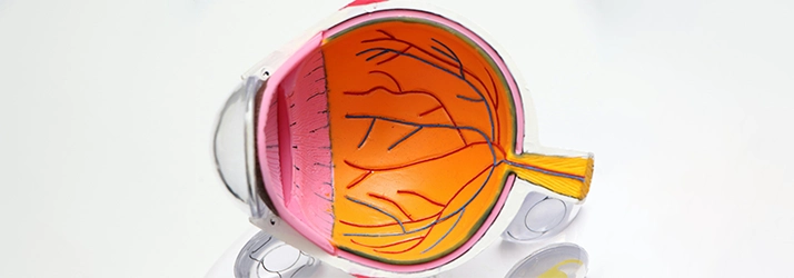 FC – Protecting Your Vision for the Long Term: Glaucoma Management at Eyes of the Bay FC – Protecting Your Vision for the Long Term: Glaucoma Management at Eyes of the Bay